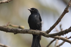 Dicrurus macrocercus