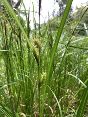 Carex exsiccata