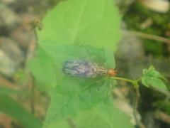Idana marginata