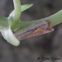 Lepidoptera