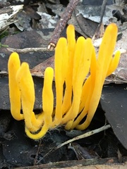 Clavulinopsis amoena