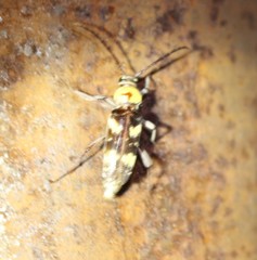 Megacyllene antennata