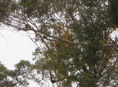 Platycercus icterotis