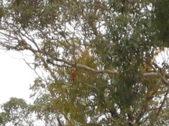 Platycercus icterotis