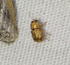 Pachybrachis diversus