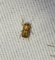 Pachybrachis diversus