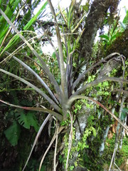 Tillandsia variabilis
