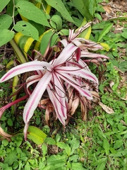 Crinum × amabile