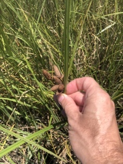 Bolboschoenus robustus