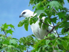 Pseudastur albicollis