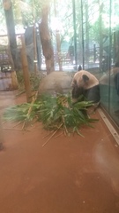 Ailuropoda melanoleuca