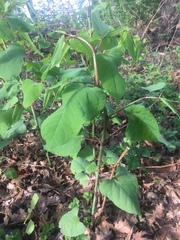 Reynoutria japonica
