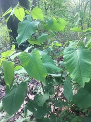 Reynoutria japonica