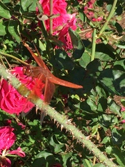 Libellula saturata