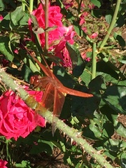 Libellula saturata