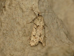 Diurnea fagella