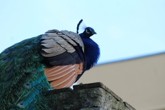 Pavo cristatus