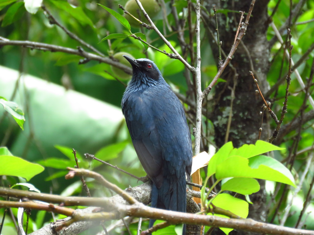 Blue Rocking Bird Blue Mockingbird from San Pedro Yólox, Oax., México on April 11, 2017 ...