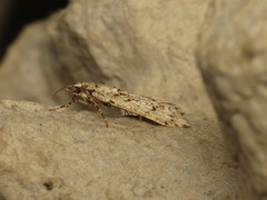 Diurnea fagella