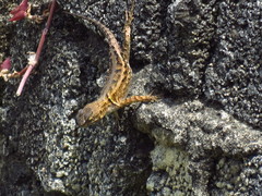 Sceloporus formosus