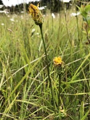 Microseris laciniata