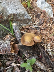 Entoloma holoconiotum