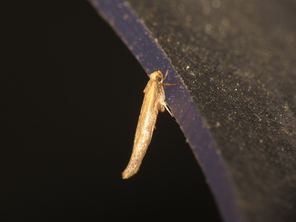 Brown Ash Ermel