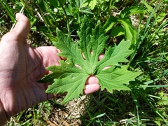Petasites frigidus palmatus