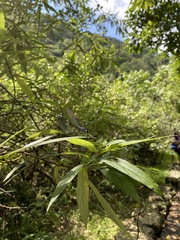 Bayadera brevicauda