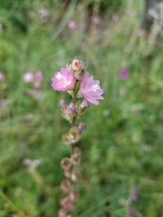 Sidalcea virgata