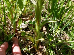 Petasites frigidus palmatus