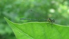 Onychargia atrocyana