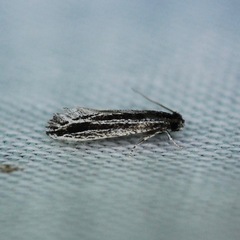 Nemapogon rileyi