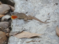 Anolis sagrei