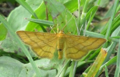 Idaea aureolaria