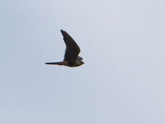 Falco femoralis