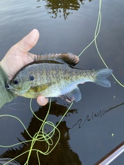 Lepomis macrochirus macrochirus