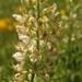 Sicklekeel Lupine - Photo (c) Ed Alverson, some rights reserved (CC BY), uploaded by Ed Alverson