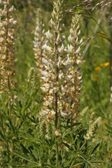 Lupinus albicaulis