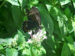 Papilio schmeltzi