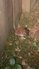 Anaxyrus terrestris