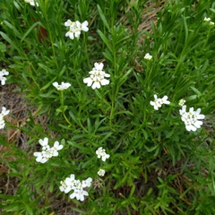 Iberis sempervirens