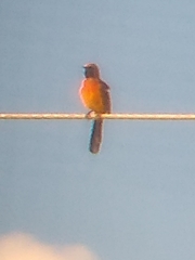 Icterus cucullatus