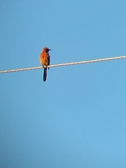 Icterus cucullatus