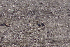 Chloephaga rubidiceps