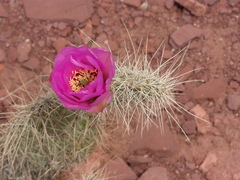 Opuntia polyacantha erinacea