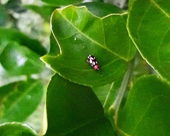 Omophoita simulans