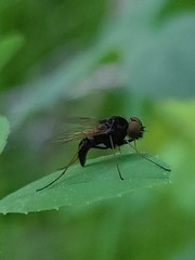 Chrysopilus proximus