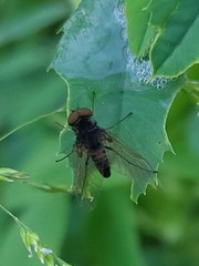 Chrysopilus proximus