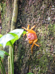 Circulium rotundatum